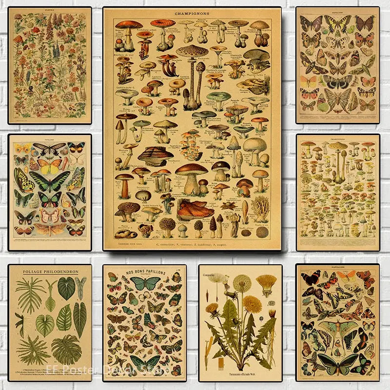 Botanical Art Prints Mushroom Retro Poster Animal/Flower/Plant/Leaf/Butterfly Study Painting Vintage Study Room Home Wall Decor June Wall Art