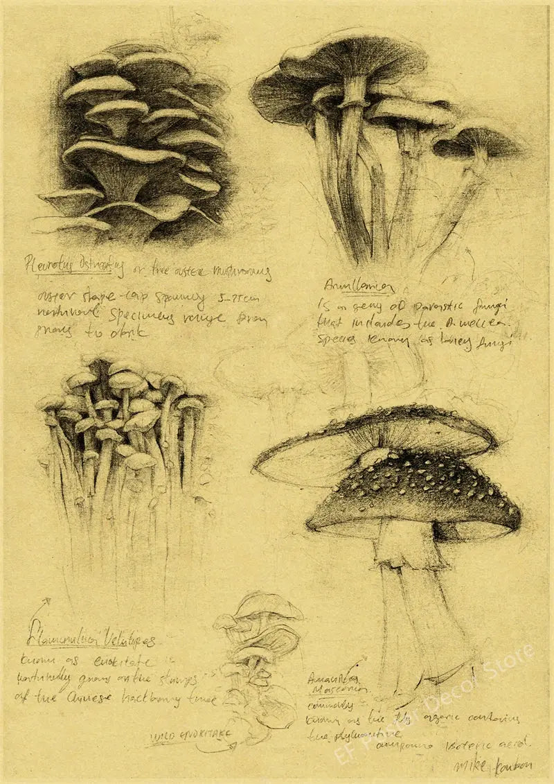 Old Sketch Studies Poster Vulpes/Skeleton Home Room Medical Club Decor Painting Plants Butterfly Vintage Prints Art Wall Picture June Wall Art
