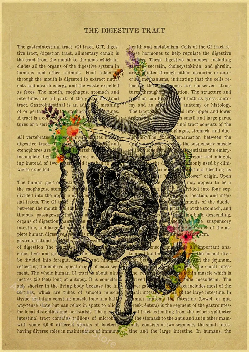 Human Heart/Lungs/Thorax/Cerebrum Anatomy with Flower and Description Posters Prints Retro Home Medical Decor Art Wall Painting June Wall Art