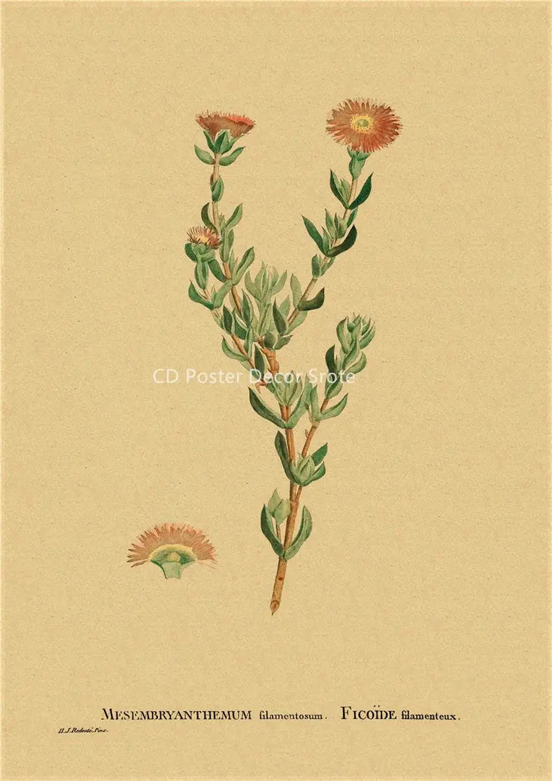 Botanical Illustration Poster Plant Leaf Flower Kraft Paper Posters Vintage Home Room Bar Cafe Decor Aesthetic Art Wall Painting June Wall Art