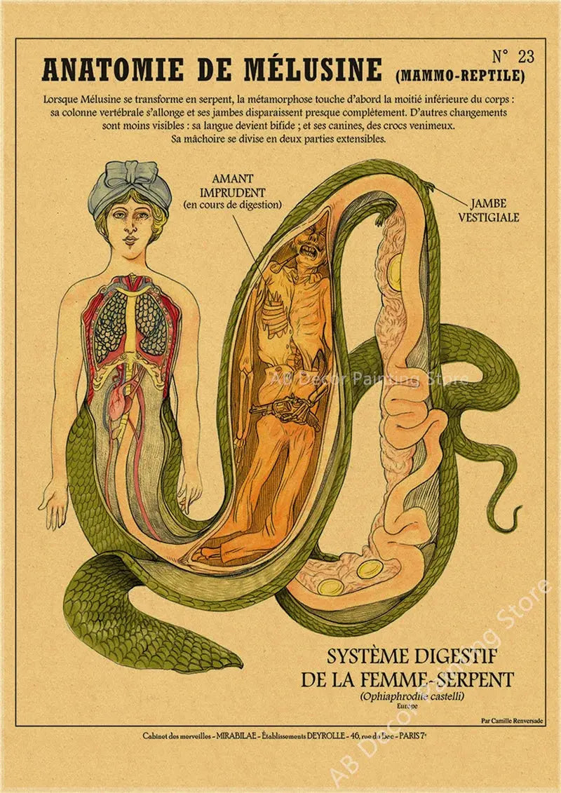 Anatomy of Mermaid Poster Bird Curious Creatures Kraft Paper Prints Vintage Home Room Cafe Bar Art Wall Decor Aesthetic Painting June Wall Art