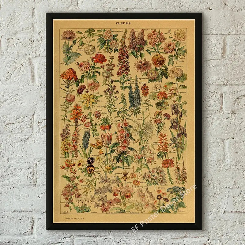 Botanical Art Prints Mushroom Retro Poster Animal/Flower/Plant/Leaf/Butterfly Study Painting Vintage Study Room Home Wall Decor June Wall Art