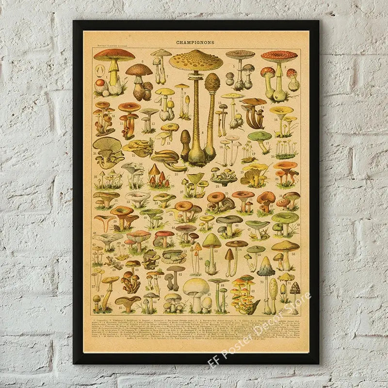 Botanical Art Prints Mushroom Retro Poster Animal/Flower/Plant/Leaf/Butterfly Study Painting Vintage Study Room Home Wall Decor June Wall Art