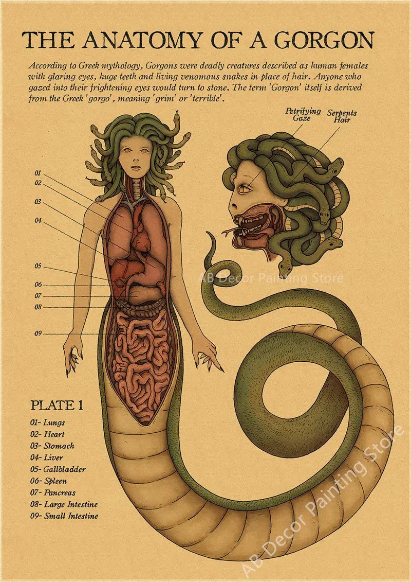 Anatomy of Mermaid Poster Bird Curious Creatures Kraft Paper Prints Vintage Home Room Cafe Bar Art Wall Decor Aesthetic Painting June Wall Art