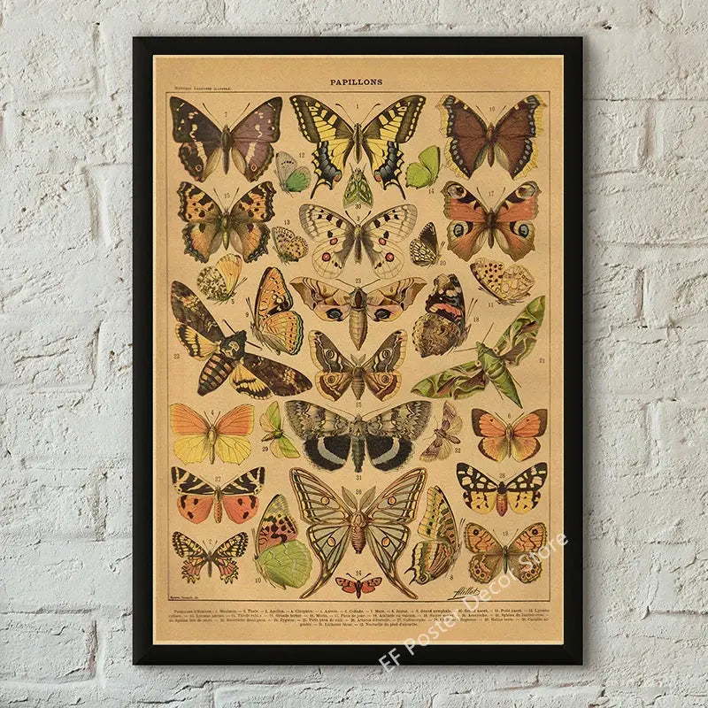 Botanical Art Prints Mushroom Retro Poster Animal/Flower/Plant/Leaf/Butterfly Study Painting Vintage Study Room Home Wall Decor June Wall Art