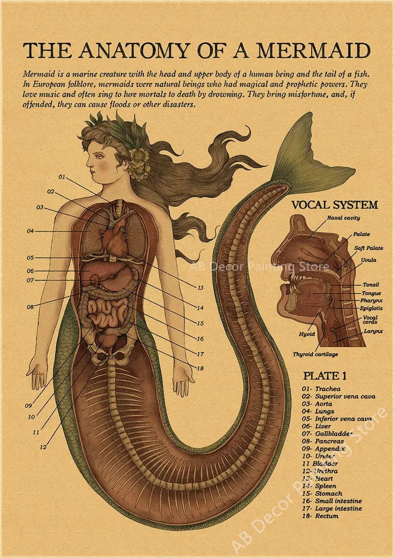 Anatomy of Mermaid Poster Bird Curious Creatures Kraft Paper Prints Vintage Home Room Cafe Bar Art Wall Decor Aesthetic Painting June Wall Art
