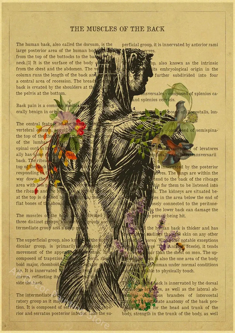 Human Heart/Lungs/Thorax/Cerebrum Anatomy with Flower and Description Posters Prints Retro Home Medical Decor Art Wall Painting June Wall Art