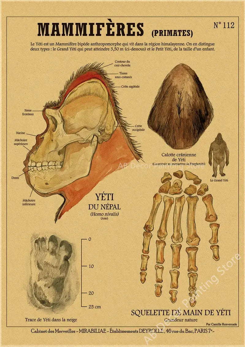 Anatomy of Mermaid Poster Bird Curious Creatures Kraft Paper Prints Vintage Home Room Cafe Bar Art Wall Decor Aesthetic Painting June Wall Art