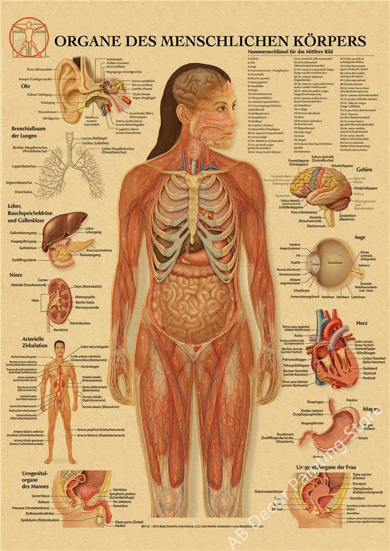 Retro Organ Systems In The Human Body Posters Skeleton Anatomy Kraft Paper Prints DIY Vintage Home Room Art Wall Decor Paintings June Wall Art