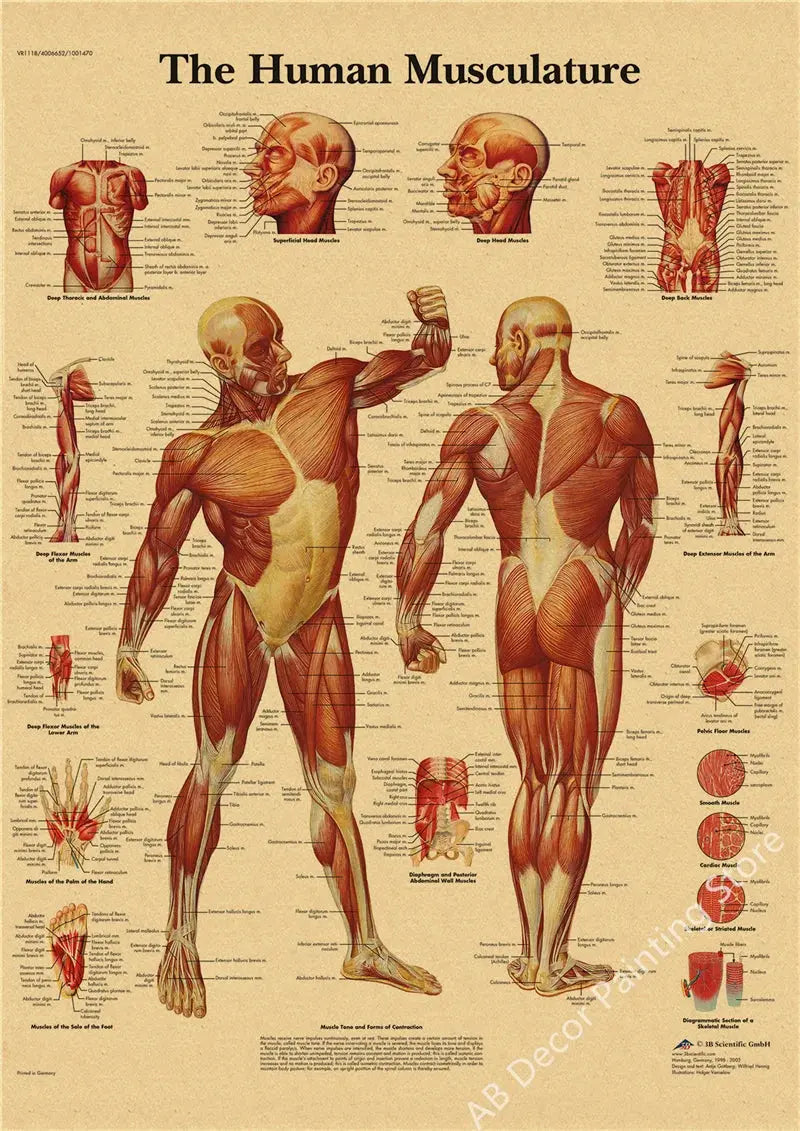 Retro Organ Systems In The Human Body Posters Skeleton Anatomy Kraft Paper Prints DIY Vintage Home Room Art Wall Decor Paintings June Wall Art