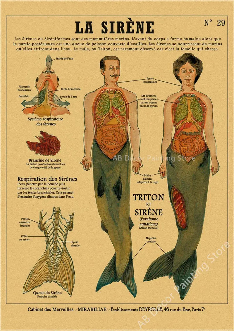 Anatomy of Mermaid Poster Bird Curious Creatures Kraft Paper Prints Vintage Home Room Cafe Bar Art Wall Decor Aesthetic Painting June Wall Art