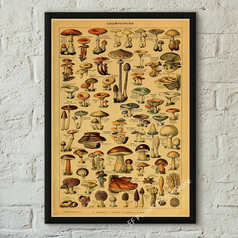 Botanical Art Prints Mushroom Retro Poster Animal/Flower/Plant/Leaf/Butterfly Study Painting Vintage Study Room Home Wall Decor June Wall Art