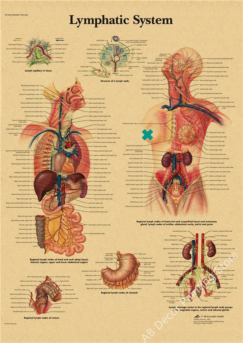 Retro Organ Systems In The Human Body Posters Skeleton Anatomy Kraft Paper Prints DIY Vintage Home Room Art Wall Decor Paintings June Wall Art