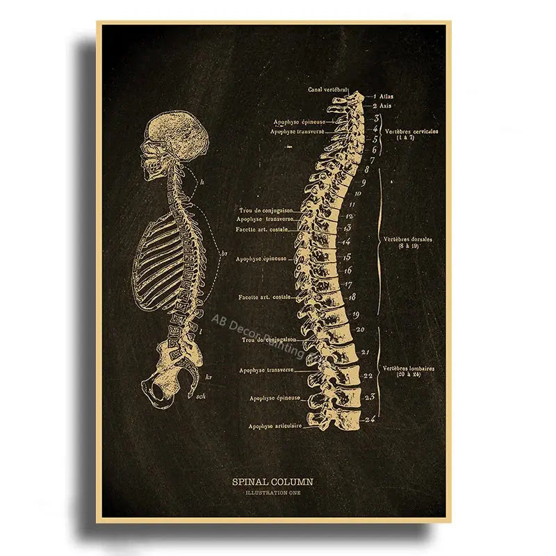 Heart/Skull/Brain Kraft Paper Poster Chalkboard Anatomical Skeleton Vintage Home Room Medicine Decor Medical Art Wall Painting June Wall Art