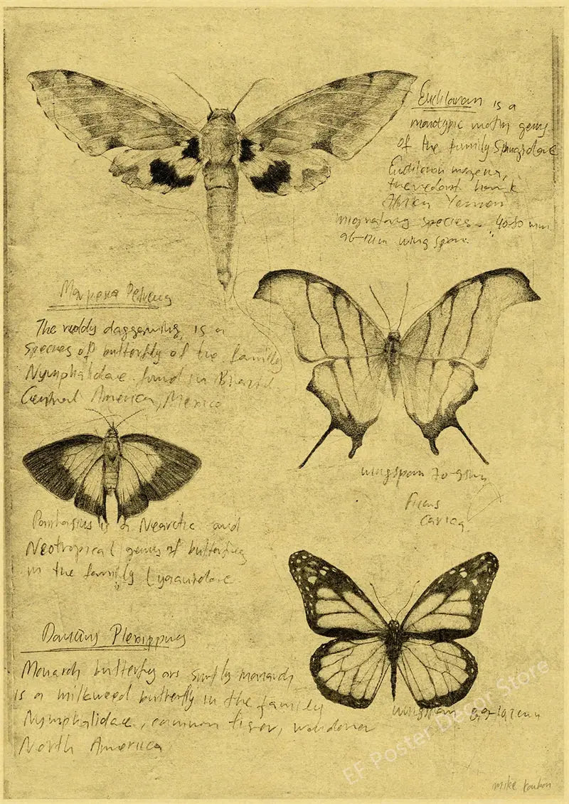 Old Sketch Studies Poster Vulpes/Skeleton Home Room Medical Club Decor Painting Plants Butterfly Vintage Prints Art Wall Picture June Wall Art