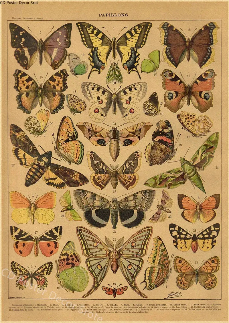 Butterfly Insect Flower Mushroom Poster Botanical Educational Kraft Paper DIY Vintage Home Room Bar Cafe Decor Art Wall Painting June Wall Art