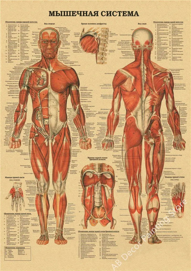 Retro Organ Systems In The Human Body Posters Skeleton Anatomy Kraft Paper Prints DIY Vintage Home Room Art Wall Decor Paintings June Wall Art