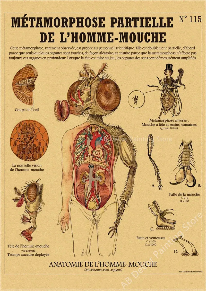 Anatomy of Mermaid Poster Bird Curious Creatures Kraft Paper Prints Vintage Home Room Cafe Bar Art Wall Decor Aesthetic Painting June Wall Art