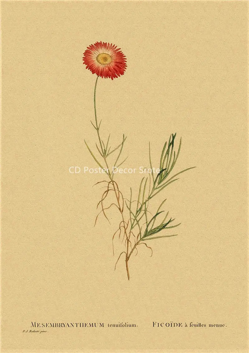Botanical Illustration Poster Plant Leaf Flower Kraft Paper Posters Vintage Home Room Bar Cafe Decor Aesthetic Art Wall Painting June Wall Art