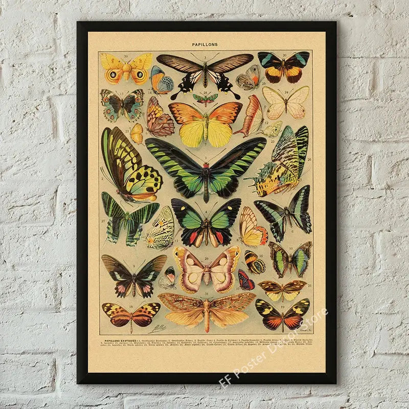 Botanical Art Prints Mushroom Retro Poster Animal/Flower/Plant/Leaf/Butterfly Study Painting Vintage Study Room Home Wall Decor June Wall Art
