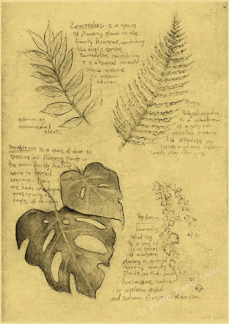 Old Sketch Studies Poster Vulpes/Skeleton Home Room Medical Club Decor Painting Plants Butterfly Vintage Prints Art Wall Picture June Wall Art