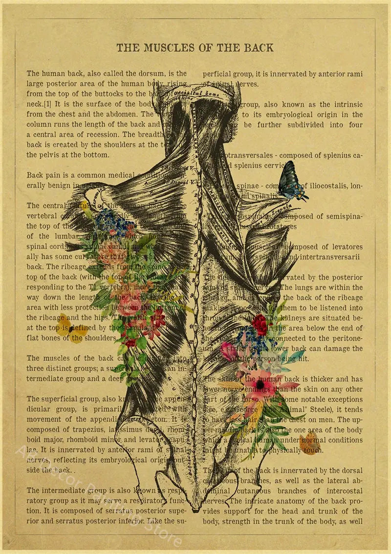 Human Heart/Lungs/Thorax/Cerebrum Anatomy with Flower and Description Posters Prints Retro Home Medical Decor Art Wall Painting June Wall Art
