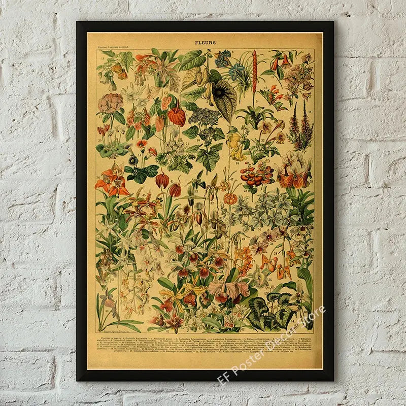 Botanical Art Prints Mushroom Retro Poster Animal/Flower/Plant/Leaf/Butterfly Study Painting Vintage Study Room Home Wall Decor June Wall Art