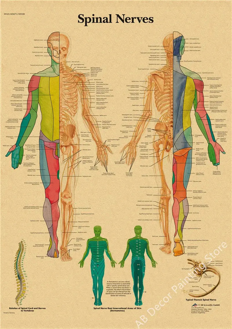 Retro Organ Systems In The Human Body Posters Skeleton Anatomy Kraft Paper Prints DIY Vintage Home Room Art Wall Decor Paintings June Wall Art