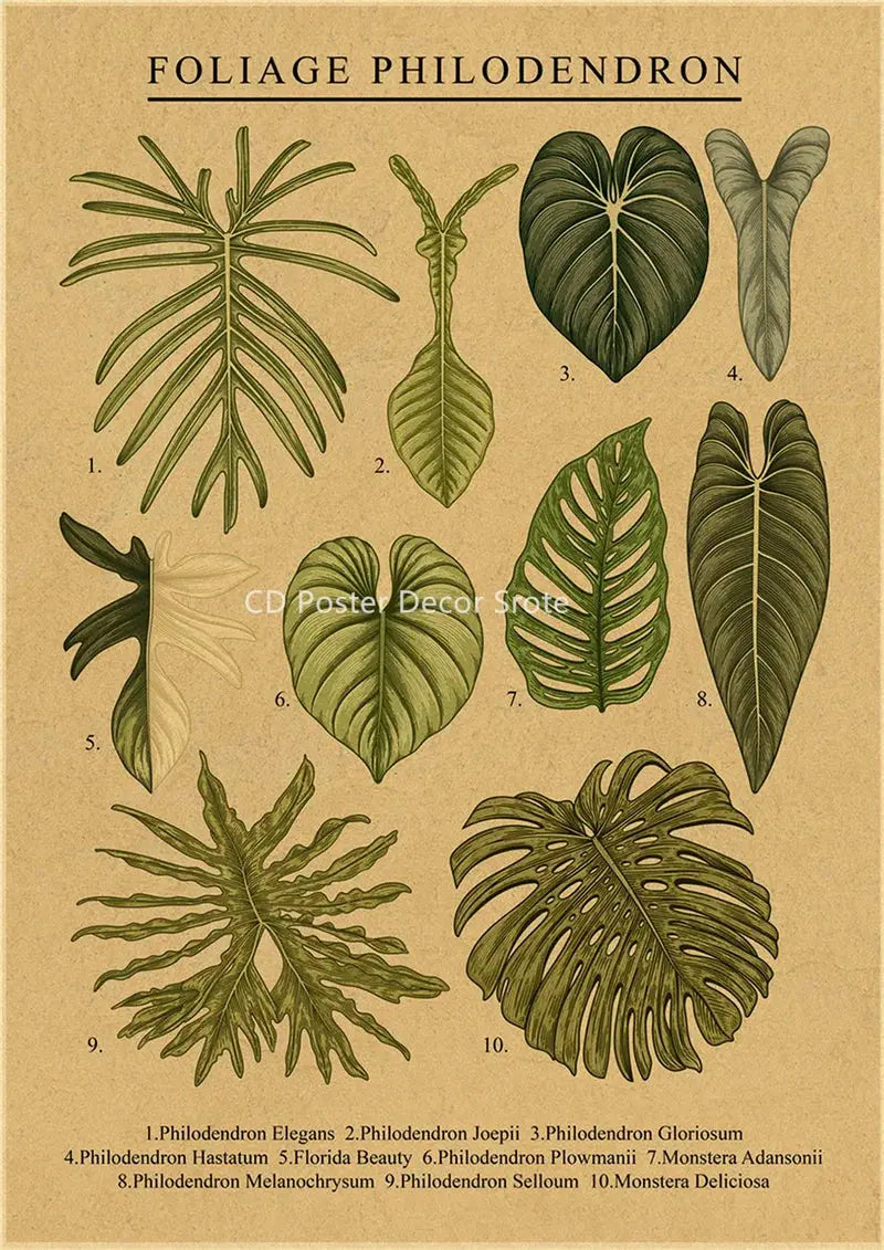Botanical Illustration Poster Plant Leaf Flower Kraft Paper Posters Vintage Home Room Bar Cafe Decor Aesthetic Art Wall Painting June Wall Art