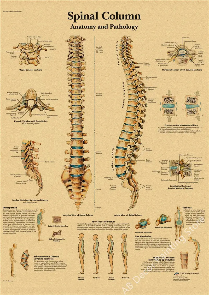 Retro Organ Systems In The Human Body Posters Skeleton Anatomy Kraft Paper Prints DIY Vintage Home Room Art Wall Decor Paintings June Wall Art