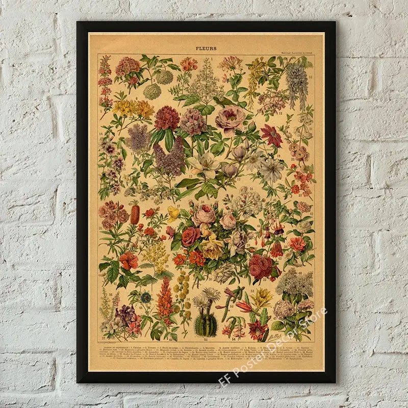 Botanical Art Prints Mushroom Retro Poster Animal/Flower/Plant/Leaf/Butterfly Study Painting Vintage Study Room Home Wall Decor June Wall Art