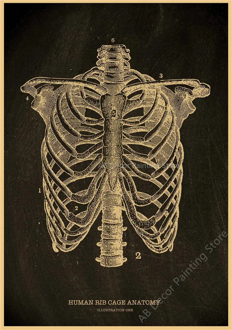 Nostalgic Posters Anatomy Chalkboard Poster Prints Body Parts Heart Hand Foot Drawing Vintage Home Room Art Wall Decor Painting June Wall Art