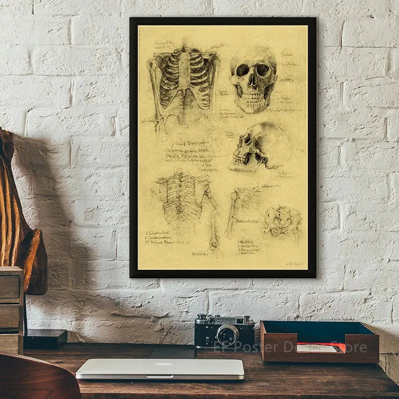 Old Sketch Studies Poster Vulpes/Skeleton Home Room Medical Club Decor Painting Plants Butterfly Vintage Prints Art Wall Picture June Wall Art