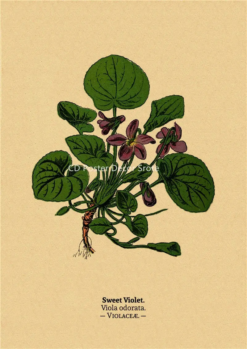 Botanical Illustration Poster Plant Leaf Flower Kraft Paper Posters Vintage Home Room Bar Cafe Decor Aesthetic Art Wall Painting June Wall Art