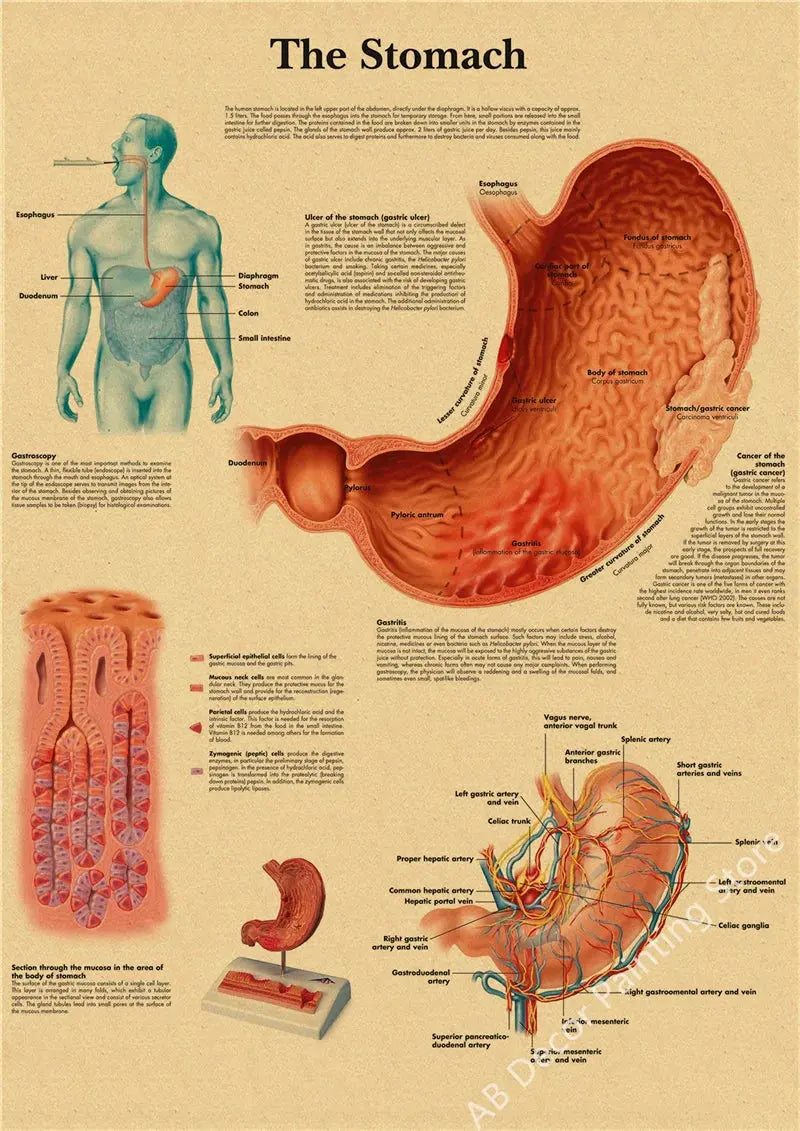 Retro Organ Systems In The Human Body Posters Skeleton Anatomy Kraft Paper Prints DIY Vintage Home Room Art Wall Decor Paintings June Wall Art