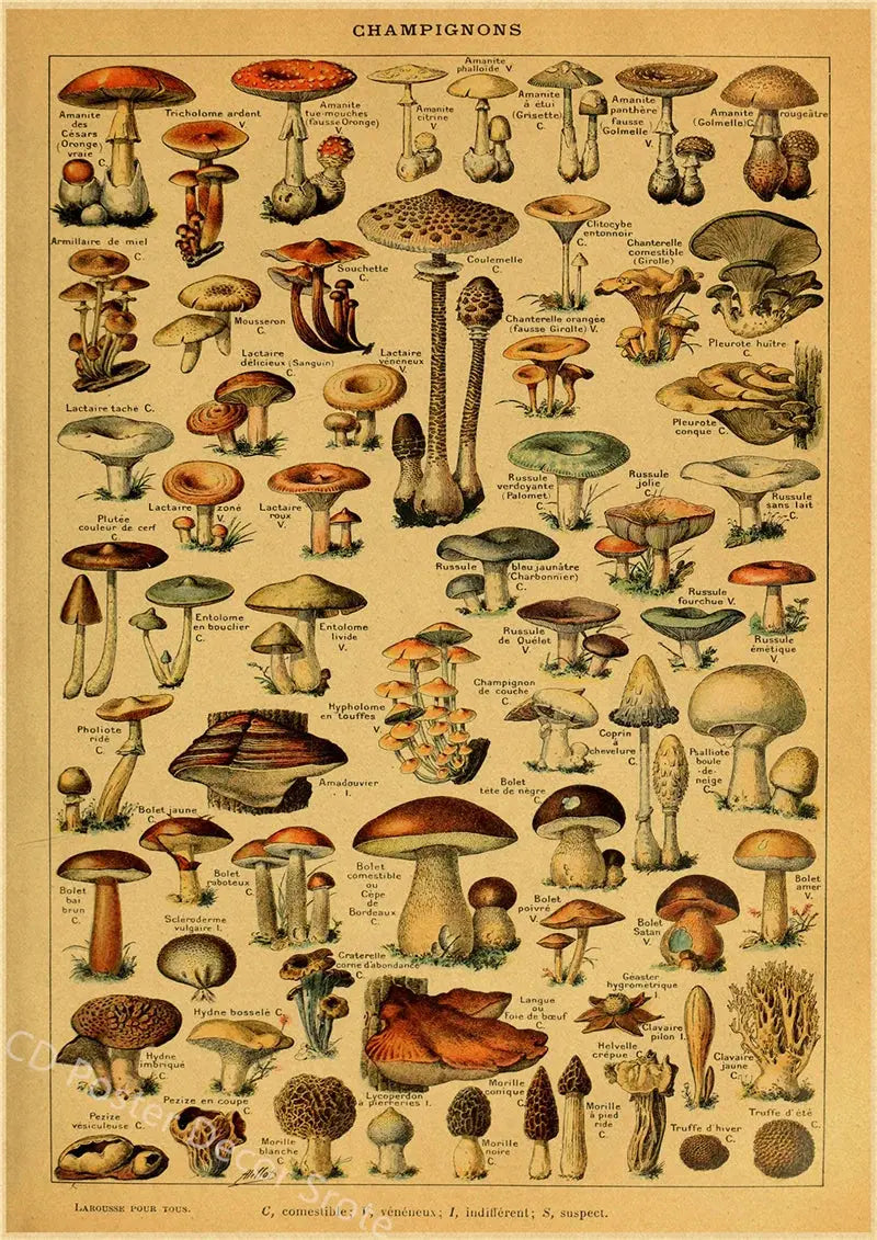 Butterfly Insect Flower Mushroom Poster Botanical Educational Kraft Paper DIY Vintage Home Room Bar Cafe Decor Art Wall Painting June Wall Art