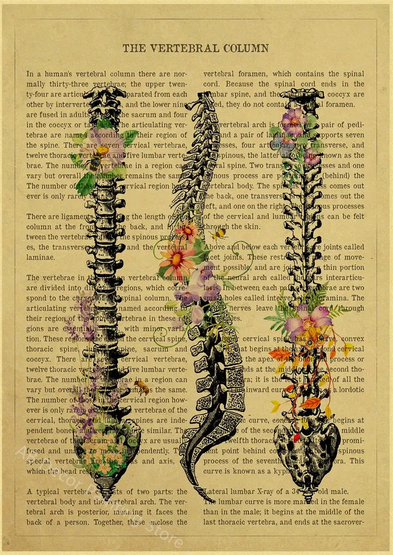 Human Heart/Lungs/Thorax/Cerebrum Anatomy with Flower and Description Posters Prints Retro Home Medical Decor Art Wall Painting June Wall Art