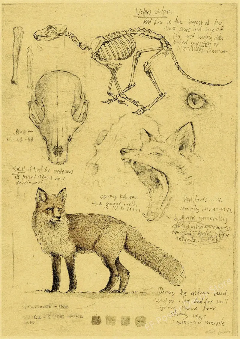 Old Sketch Studies Poster Vulpes/Skeleton Home Room Medical Club Decor Painting Plants Butterfly Vintage Prints Art Wall Picture June Wall Art