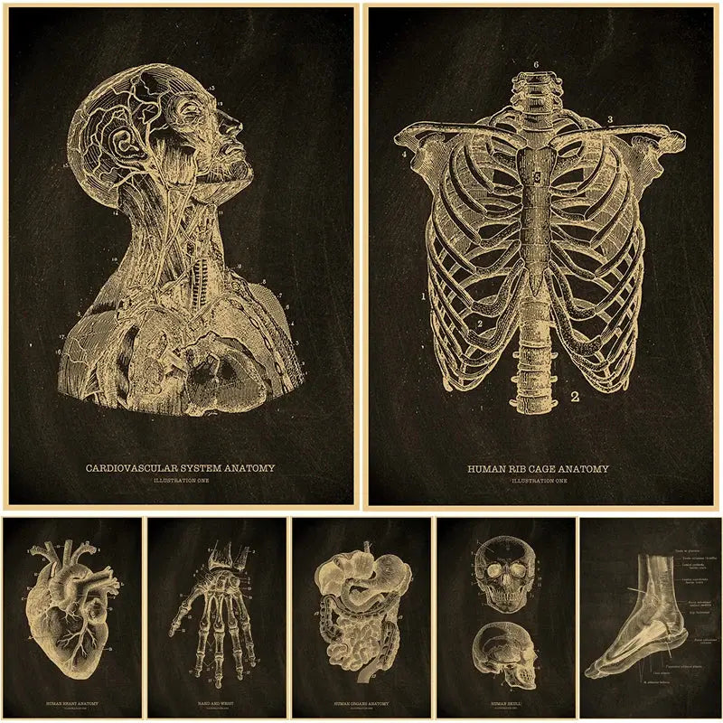 Nostalgic Posters Anatomy Chalkboard Poster Prints Body Parts Heart Hand Foot Drawing Vintage Home Room Art Wall Decor Painting June Wall Art