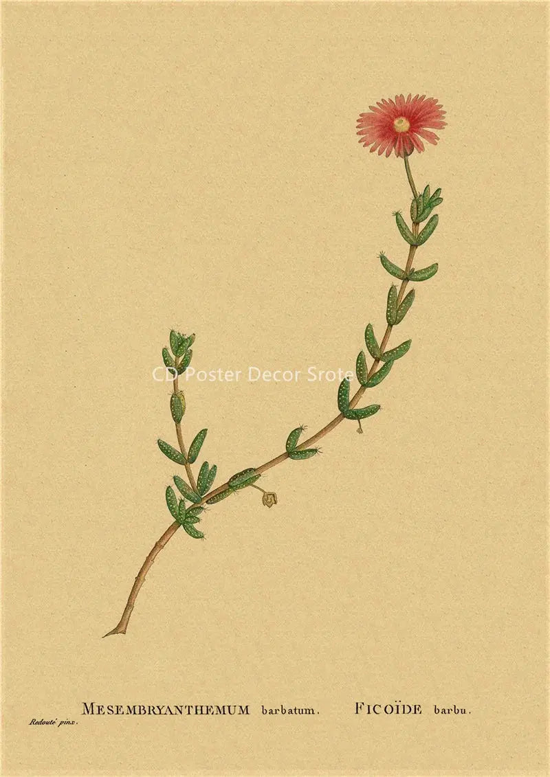 Botanical Illustration Poster Plant Leaf Flower Kraft Paper Posters Vintage Home Room Bar Cafe Decor Aesthetic Art Wall Painting June Wall Art