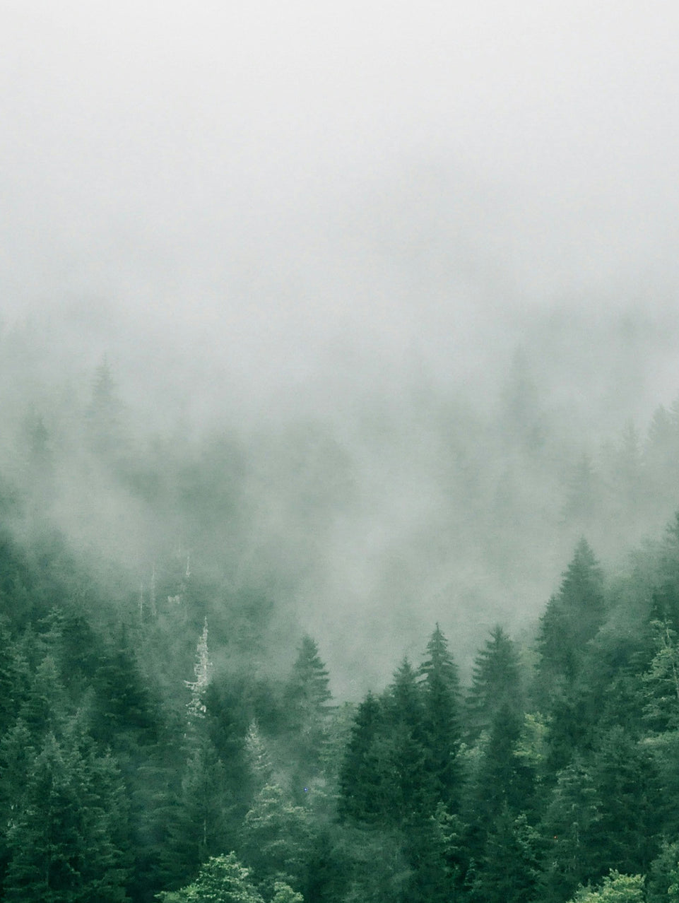 Misty Forest Triptych Canvas Print - Tranquil Greenery in Fog | Set of 3 Nature Wall Art for Calm Home Decor