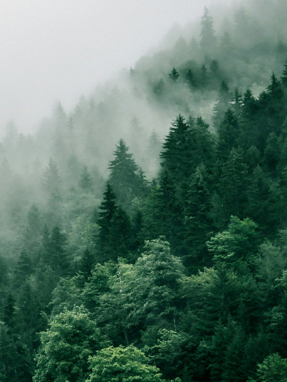 Misty Forest Triptych Canvas Print - Tranquil Greenery in Fog | Set of 3 Nature Wall Art for Calm Home Decor