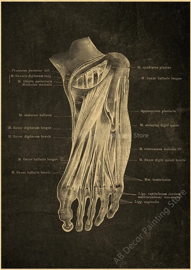 Nostalgic Posters Anatomy Chalkboard Poster Prints Body Parts Heart Hand Foot Drawing Vintage Home Room Art Wall Decor Painting June Wall Art