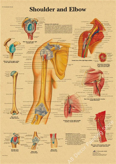 Retro Organ Systems In The Human Body Posters Skeleton Anatomy Kraft Paper Prints DIY Vintage Home Room Art Wall Decor Paintings June Wall Art
