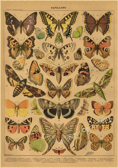 Botanical Art Prints Mushroom Retro Poster Animal/Flower/Plant/Leaf/Butterfly Study Painting Vintage Study Room Home Wall Decor June Wall Art