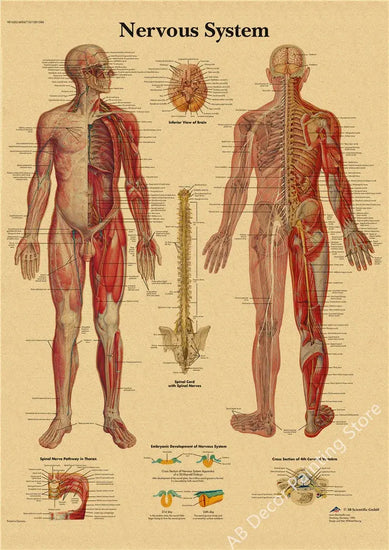 Retro Organ Systems In The Human Body Posters Skeleton Anatomy Kraft Paper Prints DIY Vintage Home Room Art Wall Decor Paintings June Wall Art