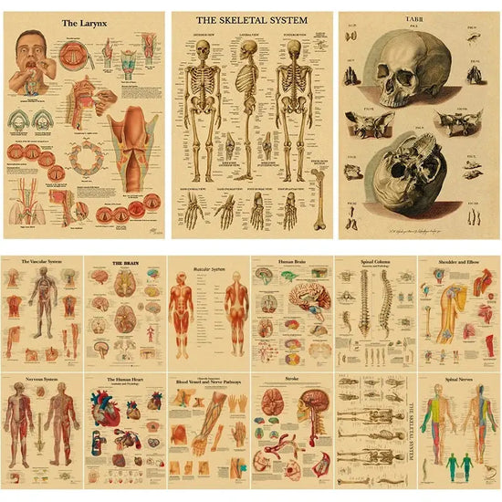 Retro Organ Systems In The Human Body Posters Skeleton Anatomy Kraft Paper Prints DIY Vintage Home Room Art Wall Decor Paintings June Wall Art