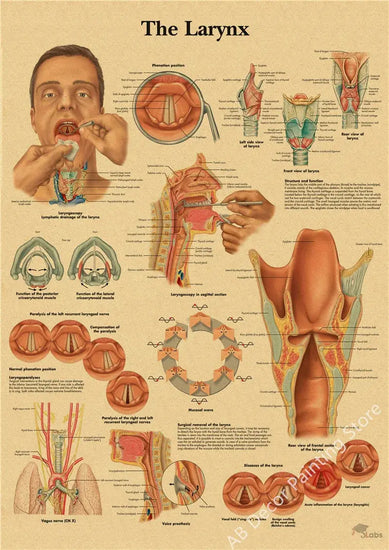 Retro Organ Systems In The Human Body Posters Skeleton Anatomy Kraft Paper Prints DIY Vintage Home Room Art Wall Decor Paintings June Wall Art
