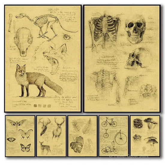 Old Sketch Studies Poster Vulpes/Skeleton Home Room Medical Club Decor Painting Plants Butterfly Vintage Prints Art Wall Picture June Wall Art