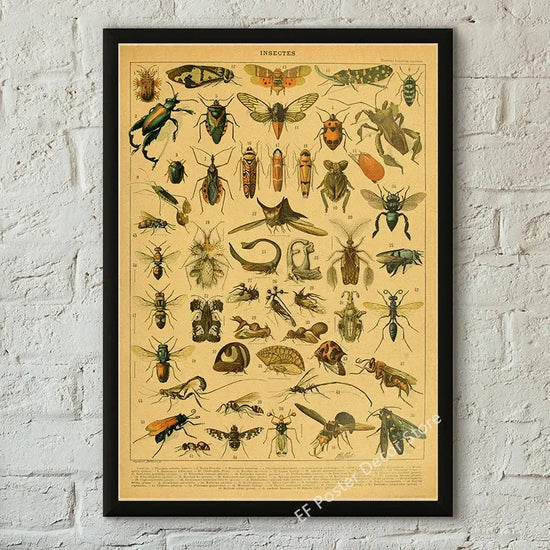 Botanical Art Prints Mushroom Retro Poster Animal/Flower/Plant/Leaf/Butterfly Study Painting Vintage Study Room Home Wall Decor June Wall Art